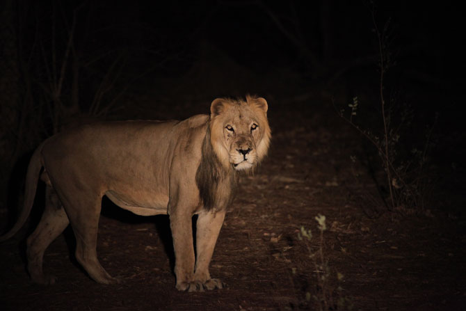 West Africa's lions