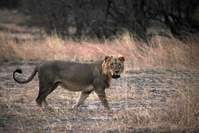 West Africa's Lions