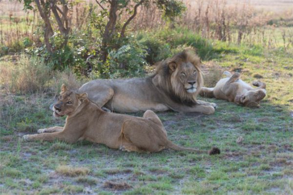 lion-pride - Africa Geographic