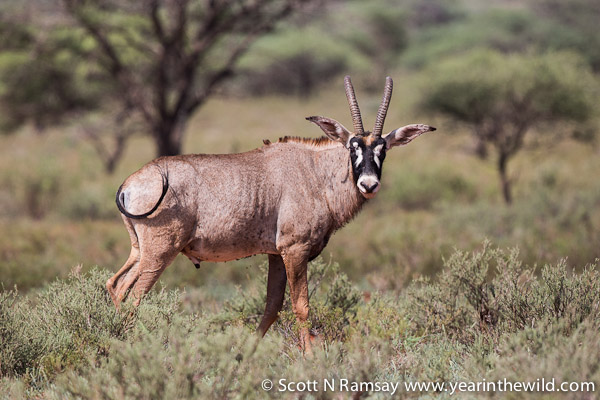 Mokala National Park - South Africa - copyright Scott Ramsay - w ...