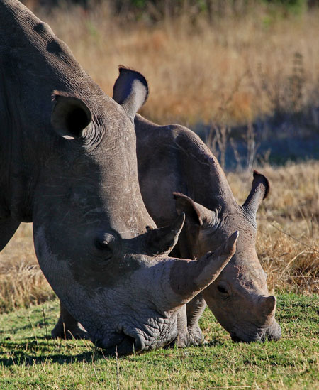 rhinos