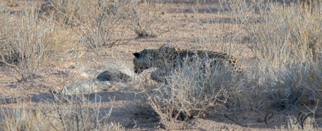 6leopard-chases-fox-640x260 - Africa Geographic