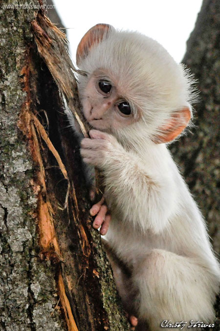  Albino  ververt monkey  Africa Geographic