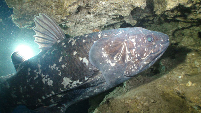 coelacanth