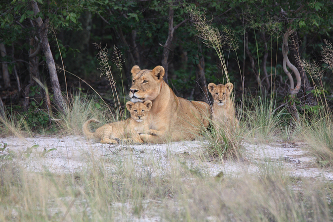 Liuwa's lion cubs