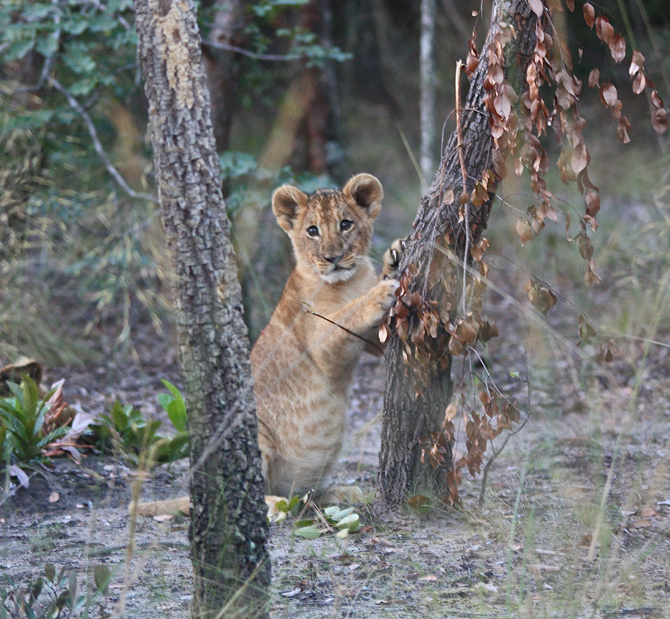 Liuwa's lion cubs