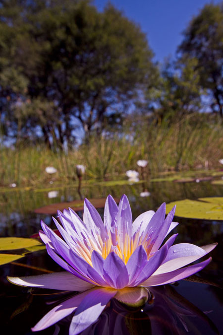 Water lilies