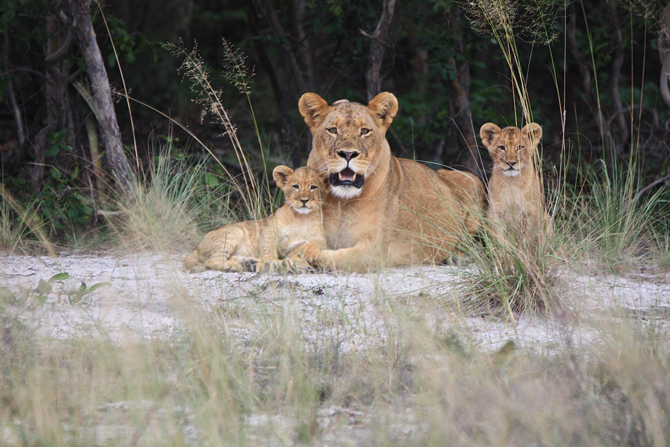 Liuwa's lion cubs