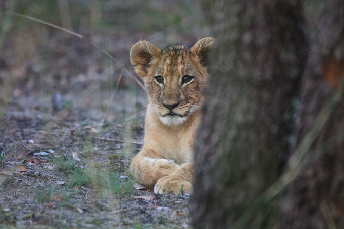 Liuwa's lion cubs