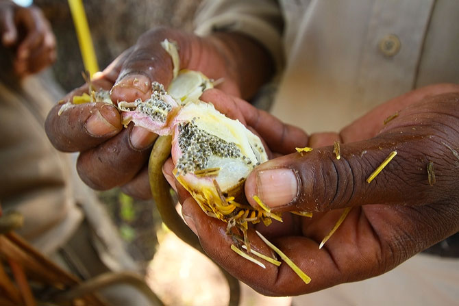 Water Lilies Of The Delta Africa Geographic