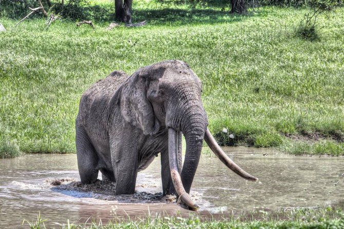 Isilo the tusker elephant
