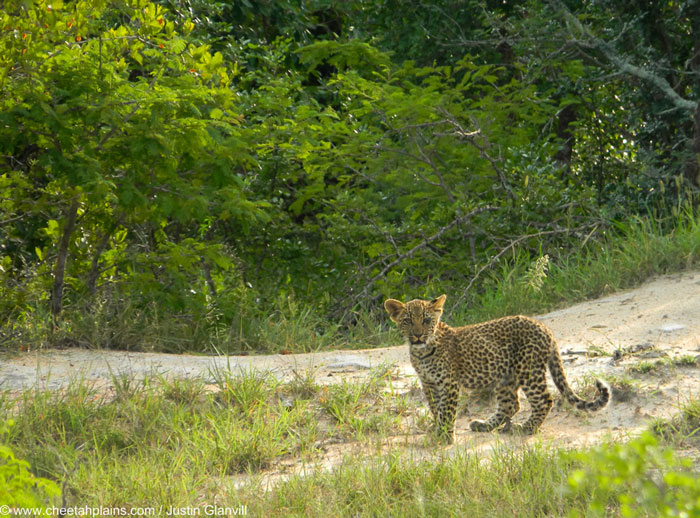 The life of a leopard: from juvenile to independence - Africa Geographic