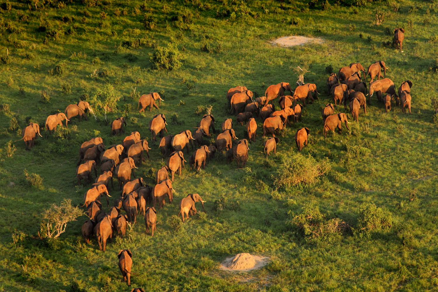 elephants