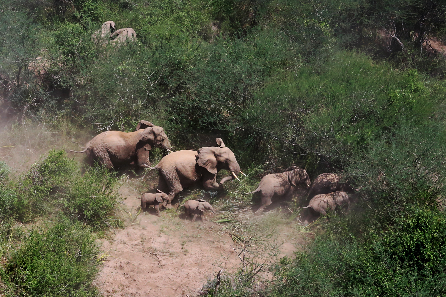 elephants