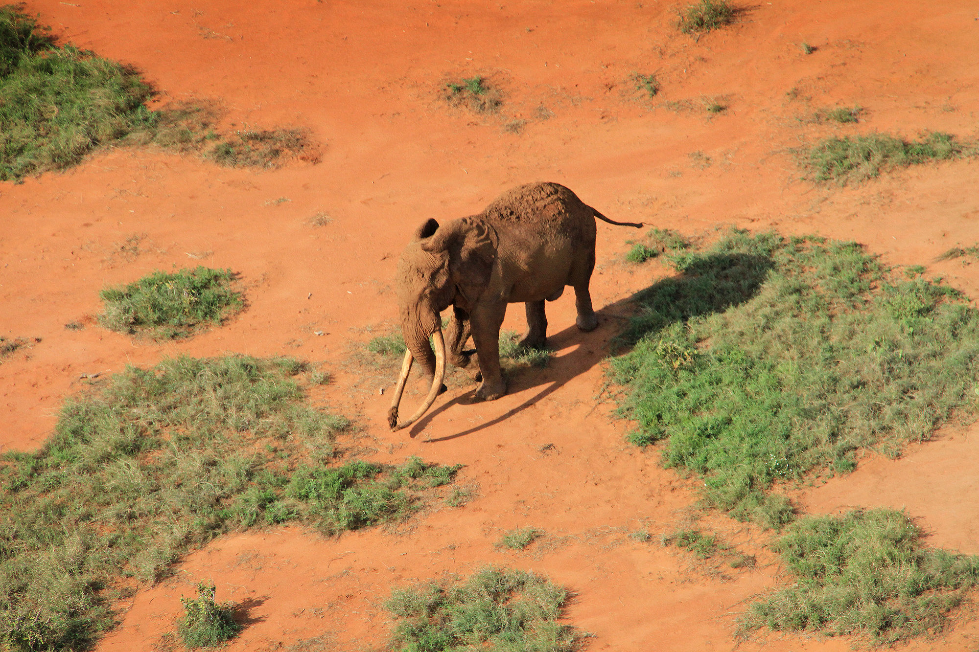 elephants