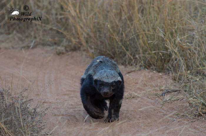 Did This Honey Badger Kill This Porcupine Africa Geographic 
