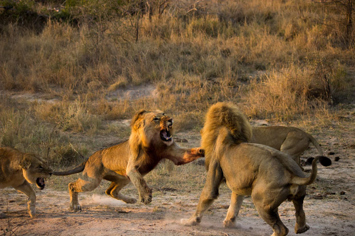 A Lion Brawl Africa Geographic 