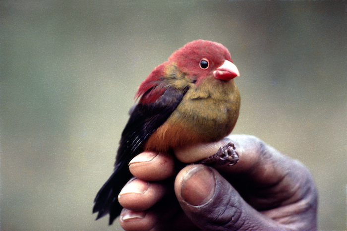 Shelley's crimsonwing - no photos in natural habitat - Africa Geographic