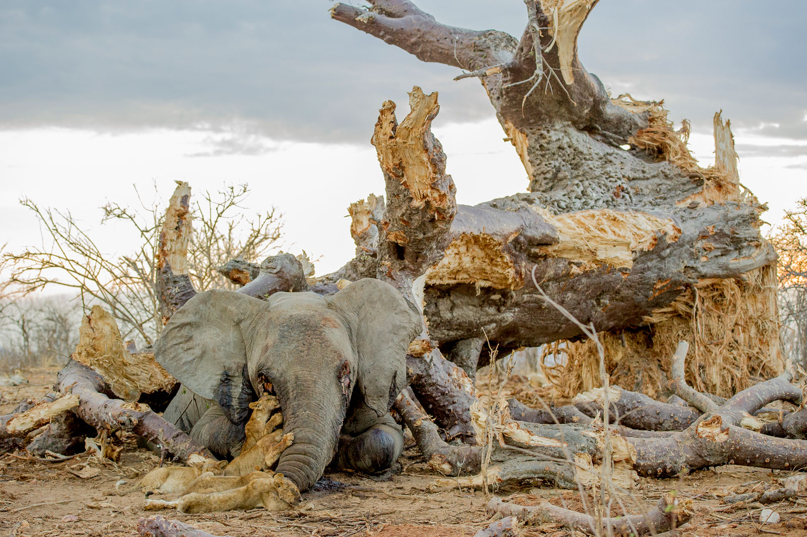 20131124_Ruaha_0100