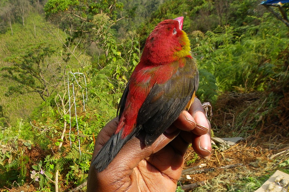 Shelley's crimsonwing