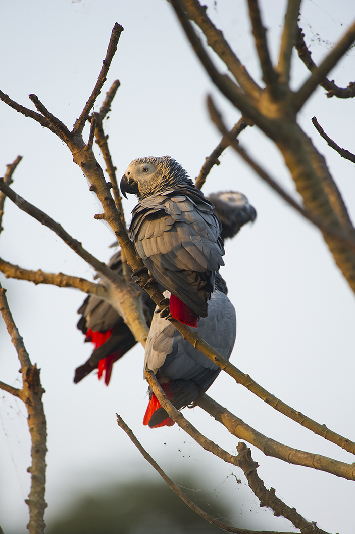 African Grey Parrot Release--Near Aviary 1a-