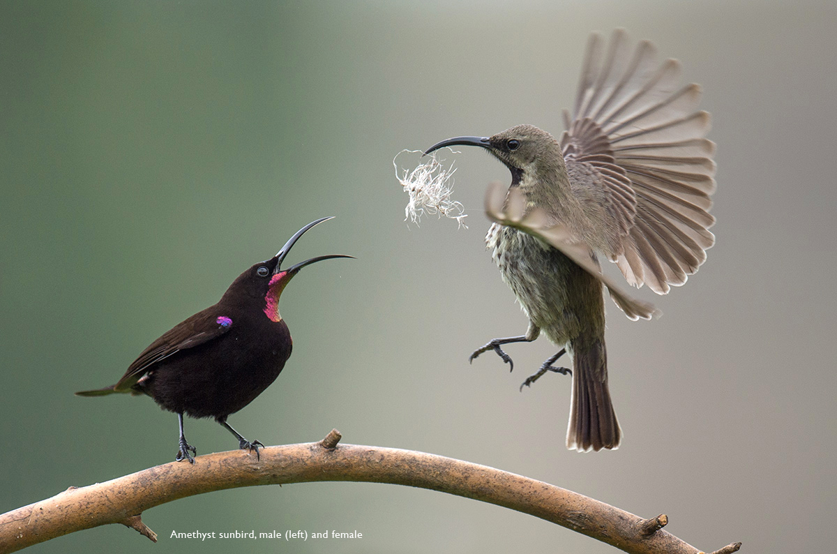 Amathyst-Sunbirds-2