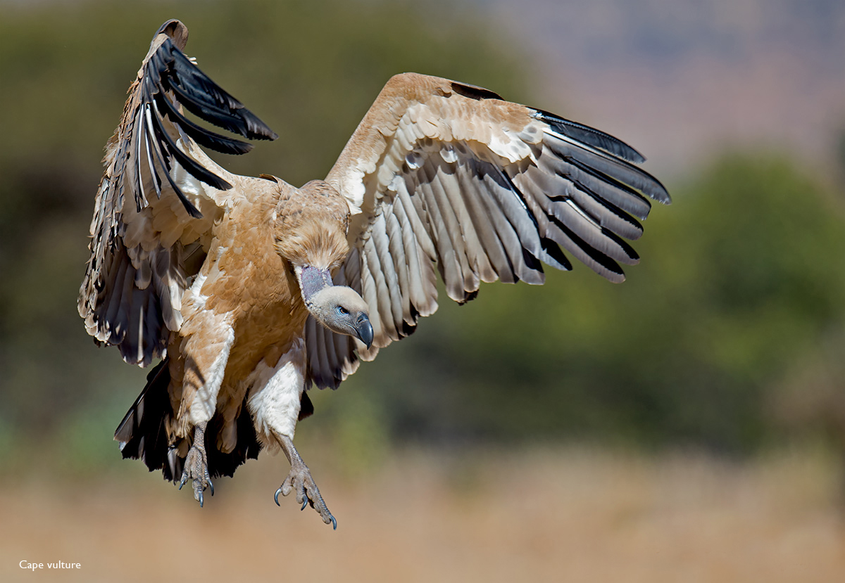 Cape-Vulture-VRC-2