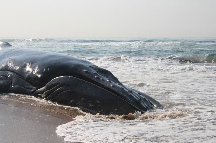 Humpback Whale washes up on Amanzimtoti beach - Africa Geographic