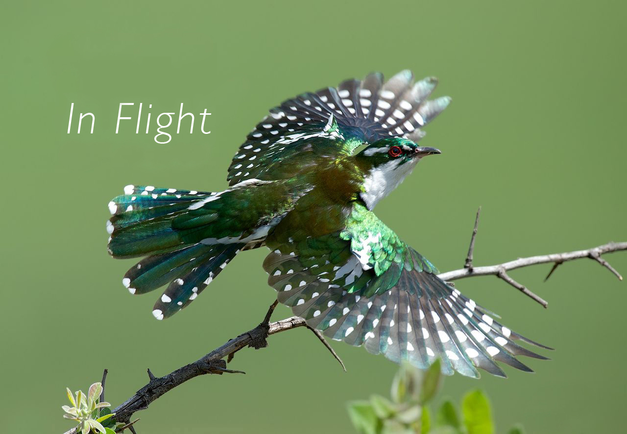 in-flight-featured