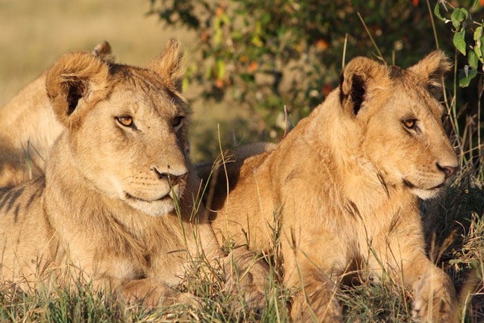 Governor's guide to July in the Masai Mara - Africa Geographic