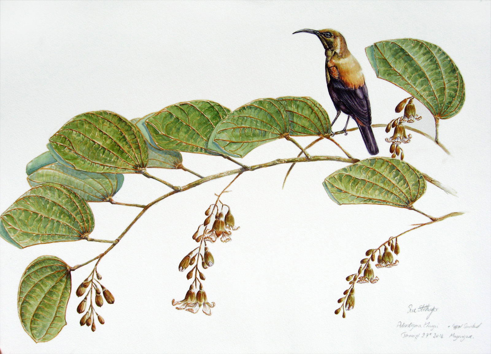 Watercolour-of-copper-sunbird-and-piliostigma-thoningii