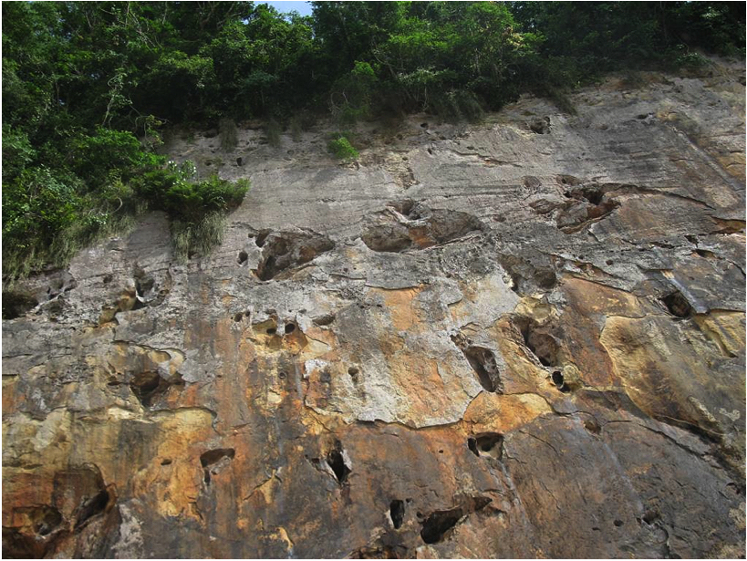 cliff-grey-parrots-nests