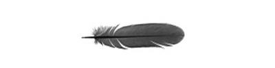 feather-on-a-white-background-copy