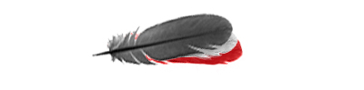 feather-on-a-white-background-copy1