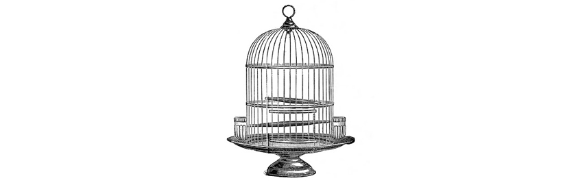 grey-parrot-bird-cage