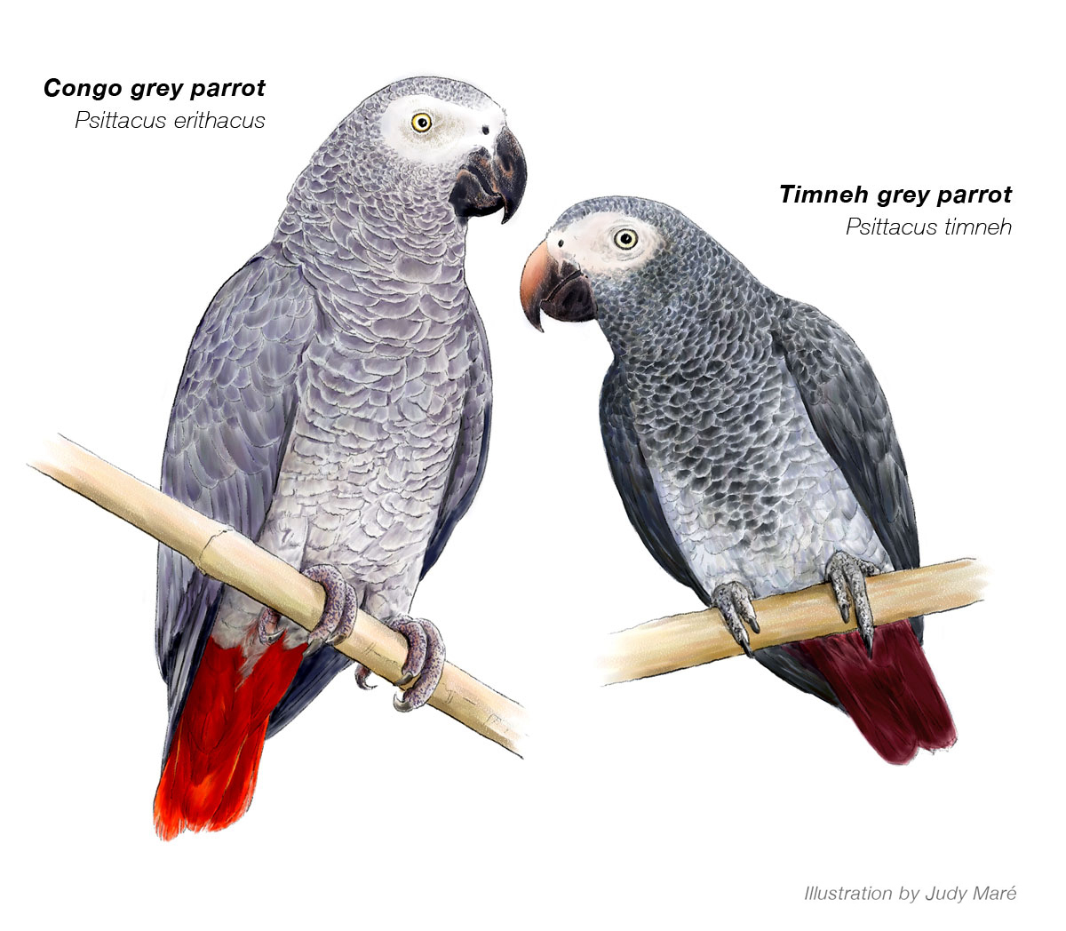 african grey parrot