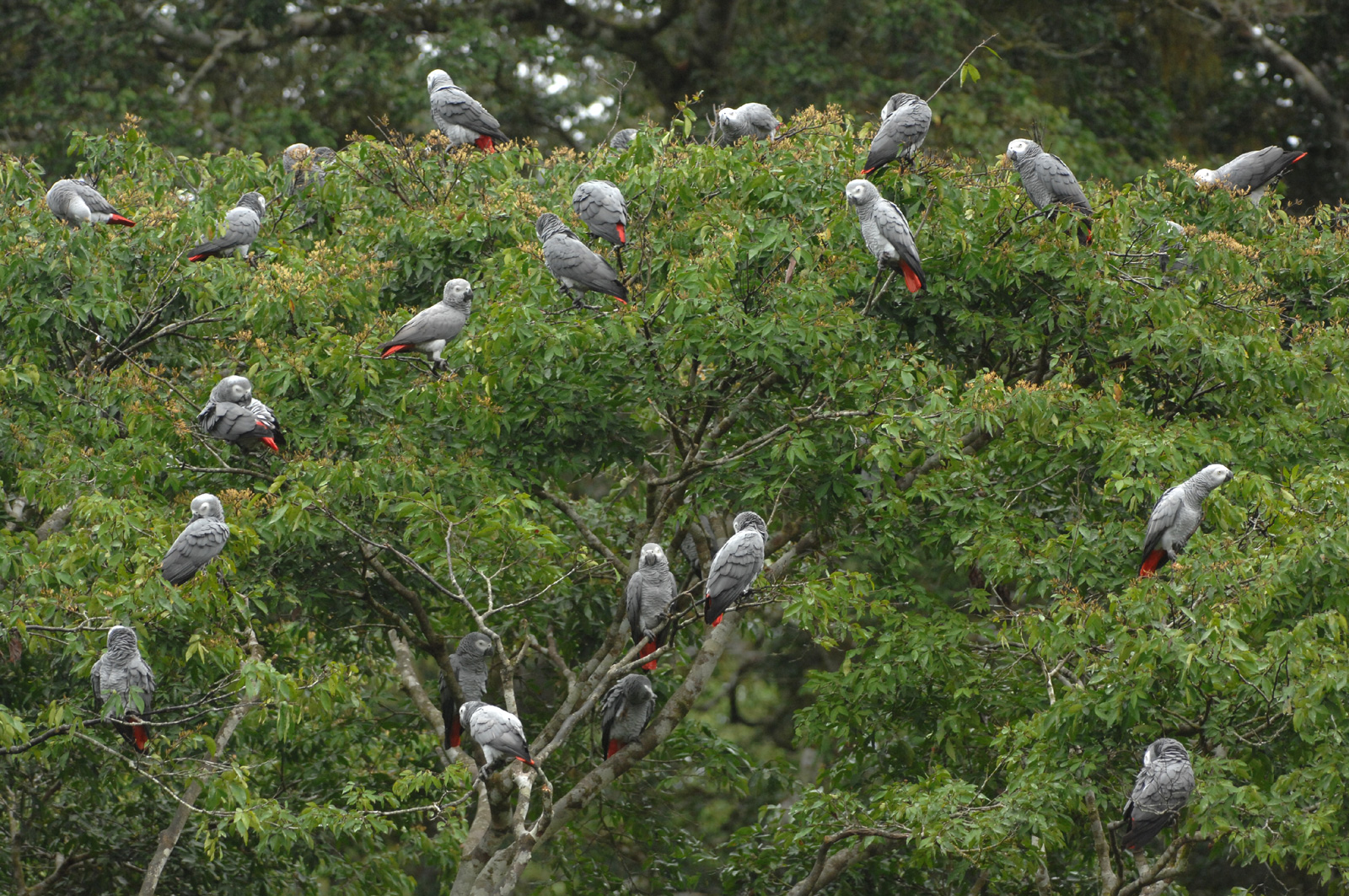 grey-parrots-shadws-of-grey-2