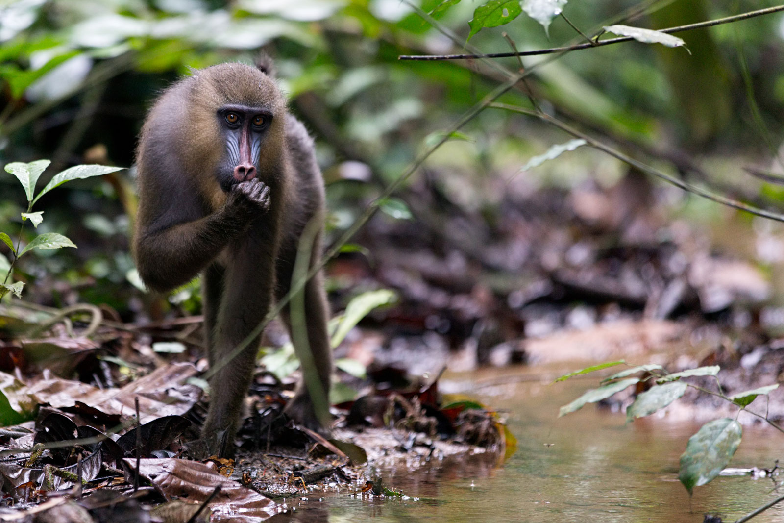 mandril-giovanni-mari-africa-geographic-1