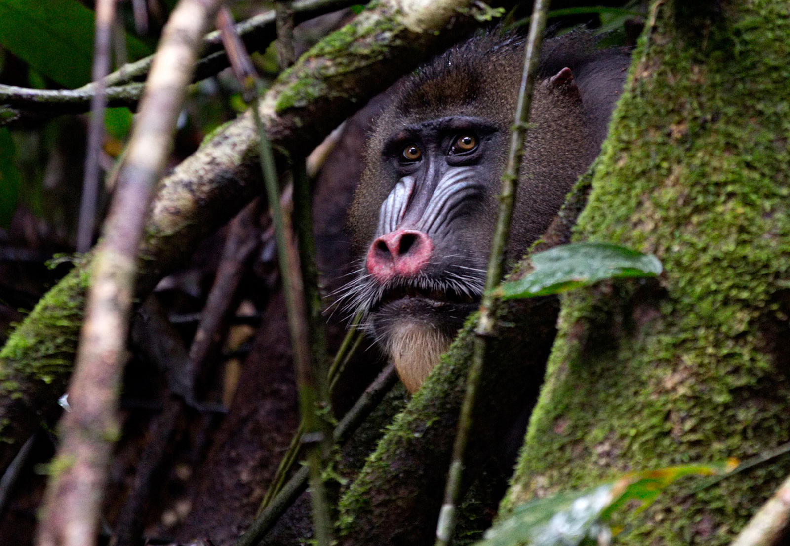 mandril-giovanni-mari-africa-geographic-11