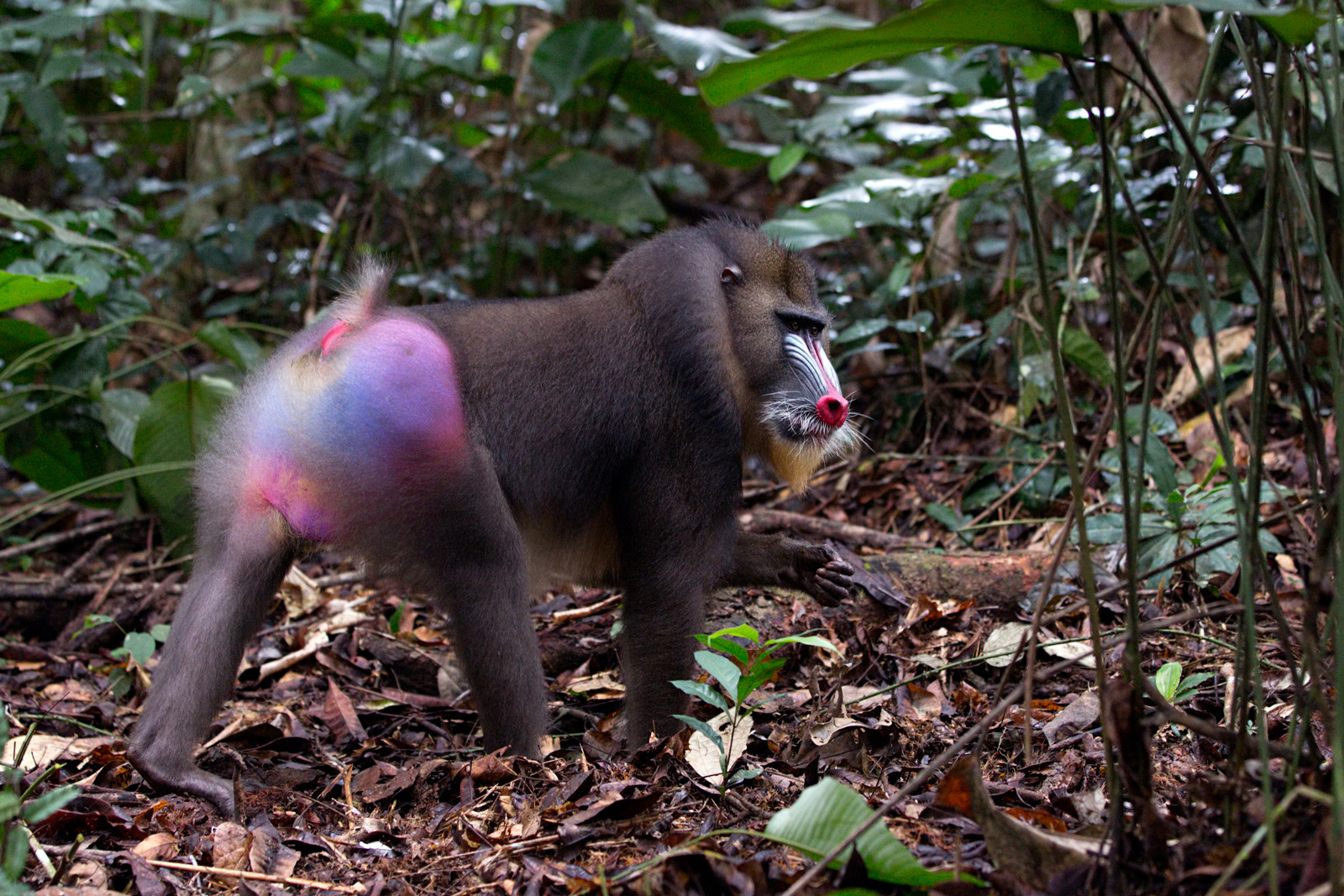 mandrill -giovanni-mari-africa-geographic-2