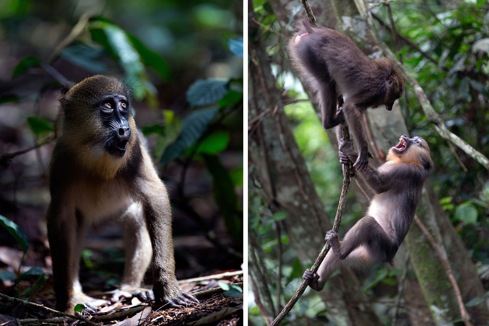 mandrill -giovanni-mari-africa-geographic-24