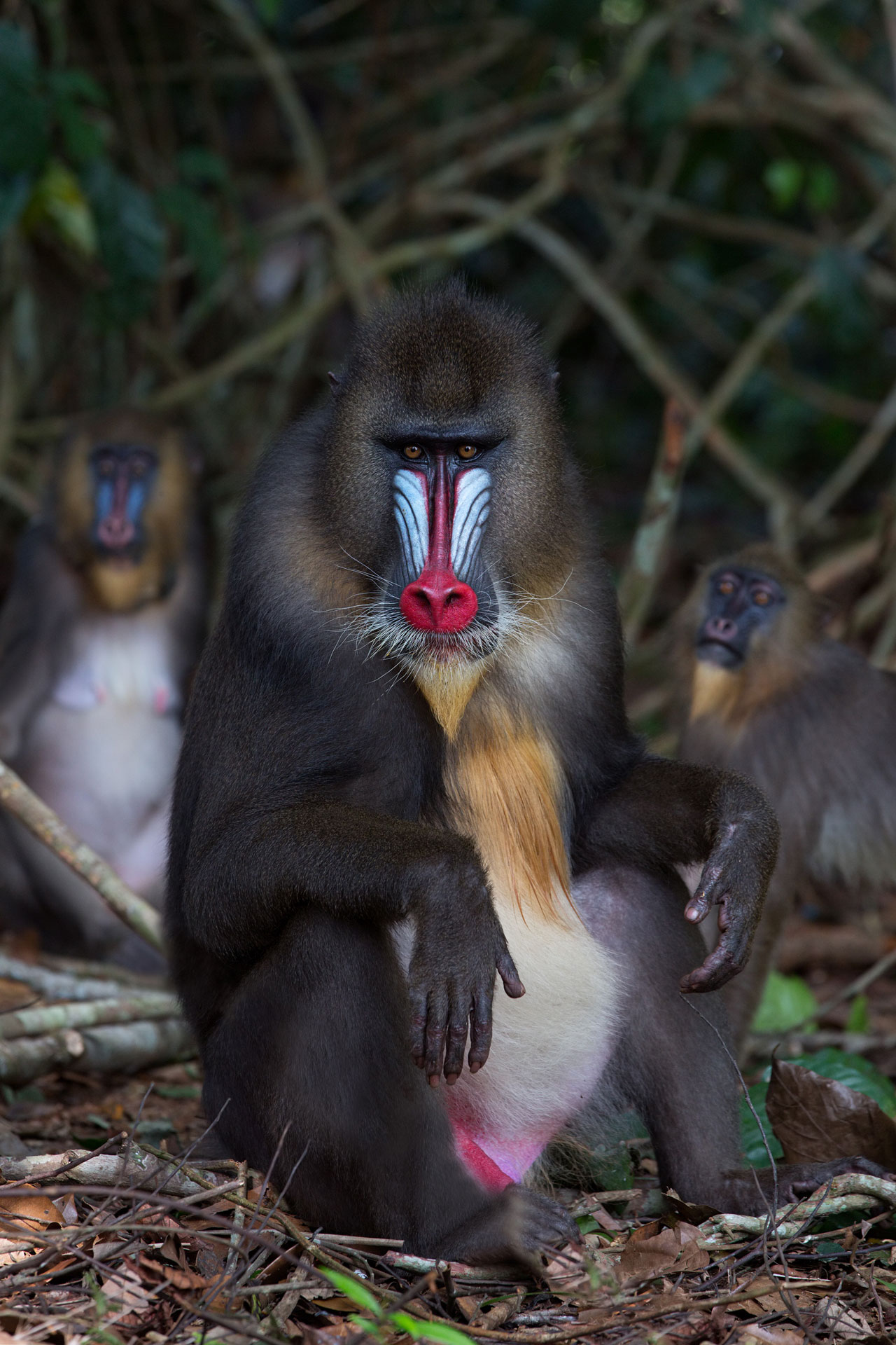 mandril-giovanni-mari-africa-geographic-3 mandrill