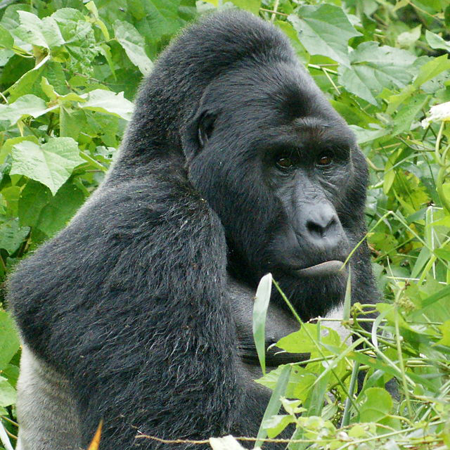 640px-Gorillas_in_Uganda-1,_by_Fiver_Löcker - 2