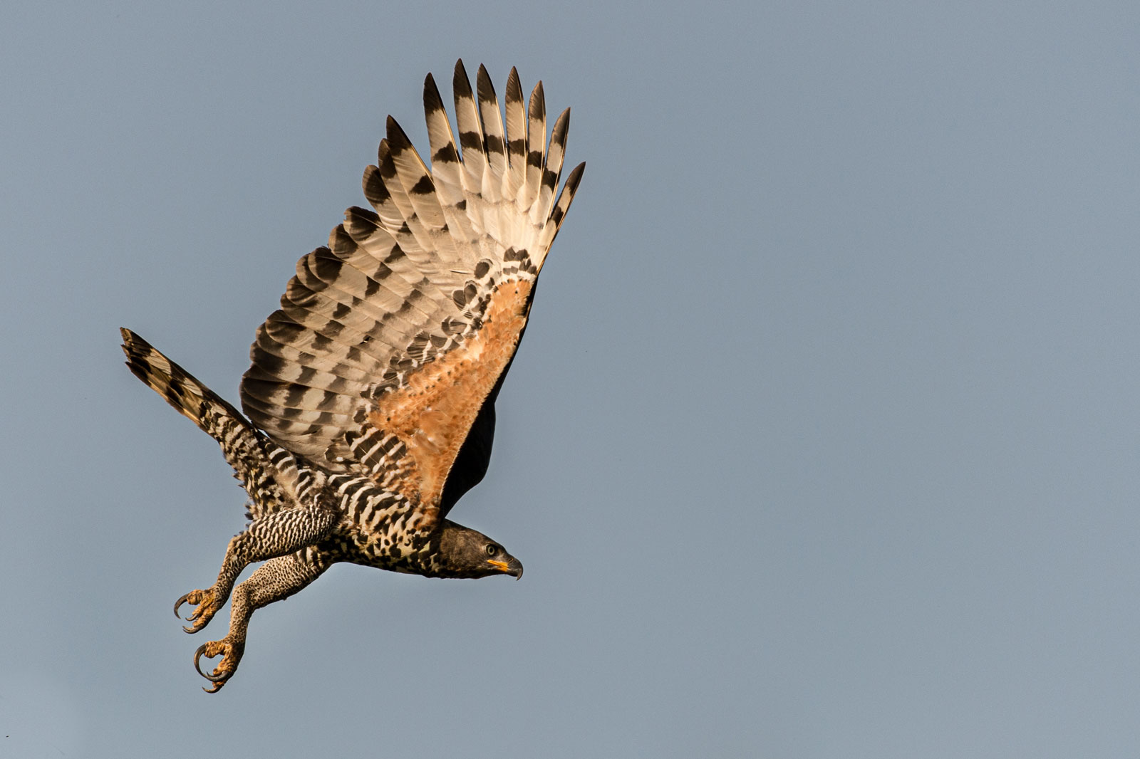 African-crowned-eagle_Michael-Viljoen