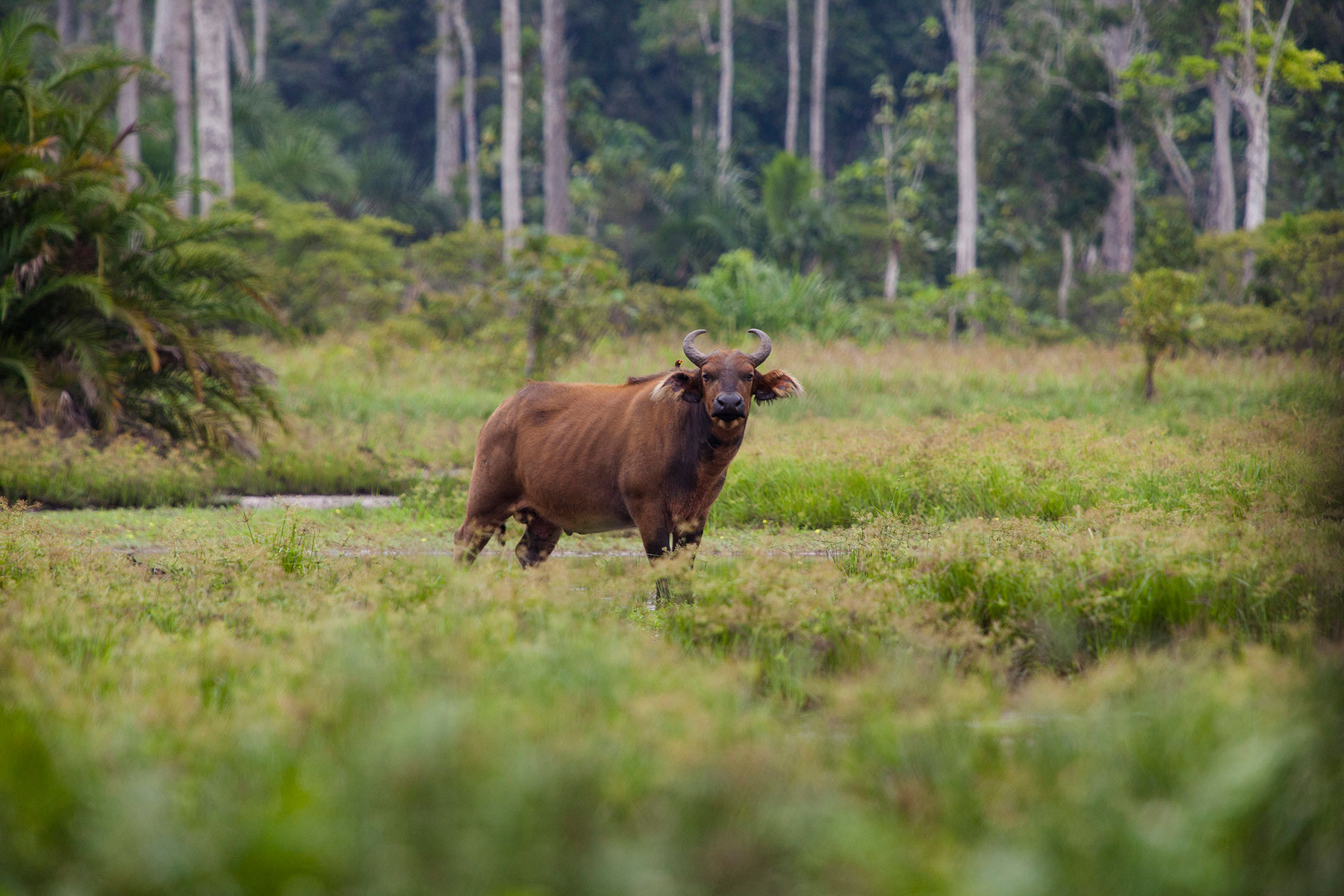 Congo