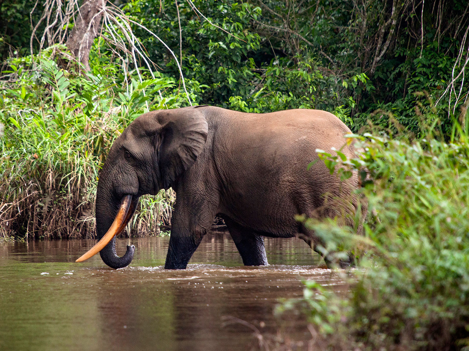 Congo gallery - Things You Find in the Forest