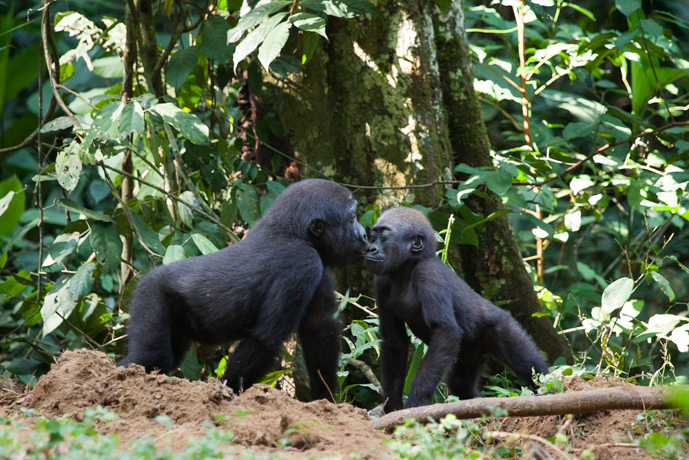 Congo-gorillas-kissing-Sophie-Smith_Go2Africa_018