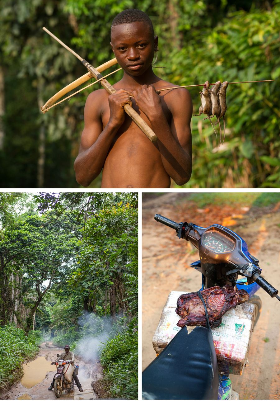 Congo-gorllias-bush-meat-2©Sophie-Smith