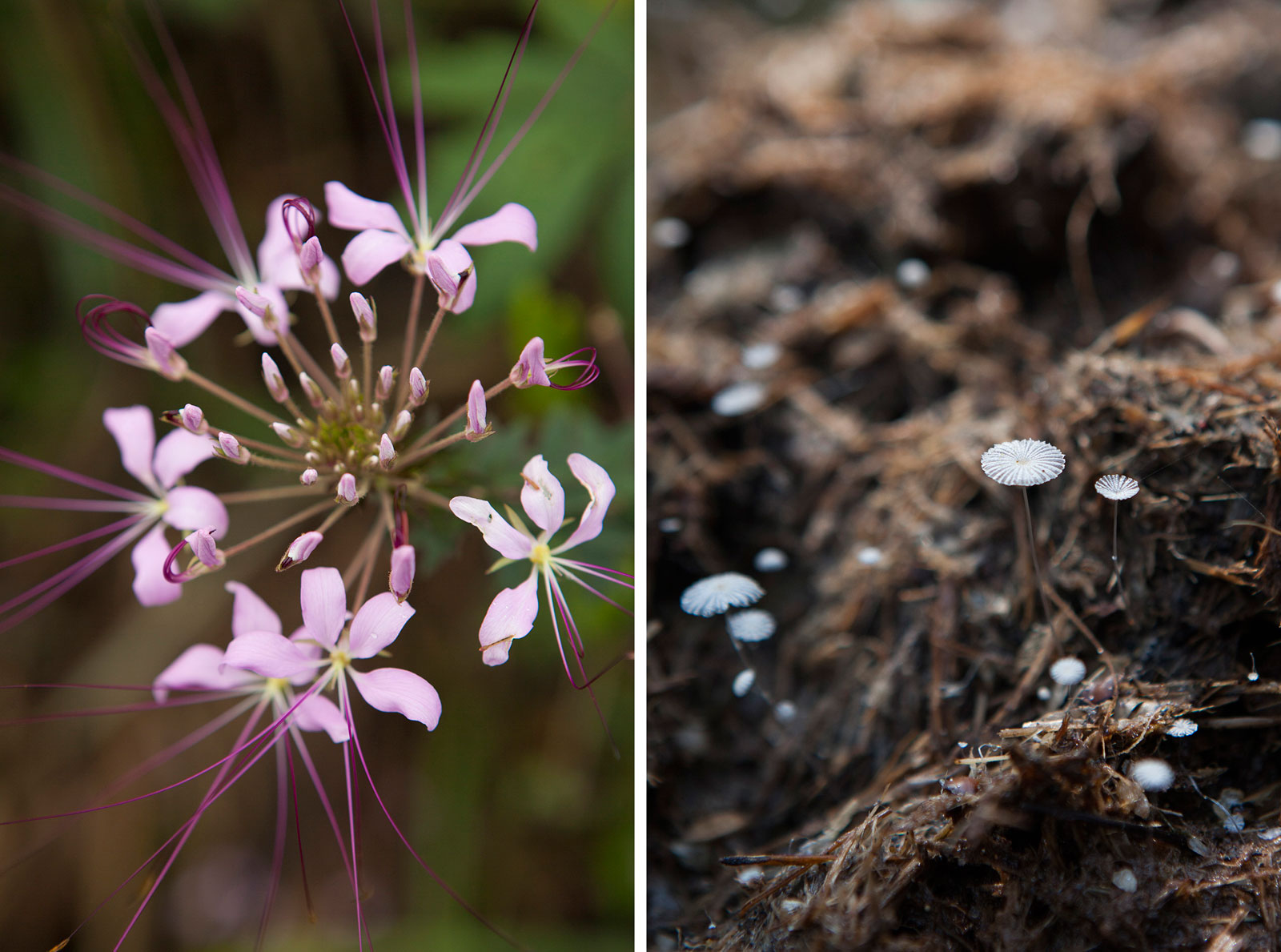 Congo_flowers-shrooms-Sophie-Smith_Go2Africa_021