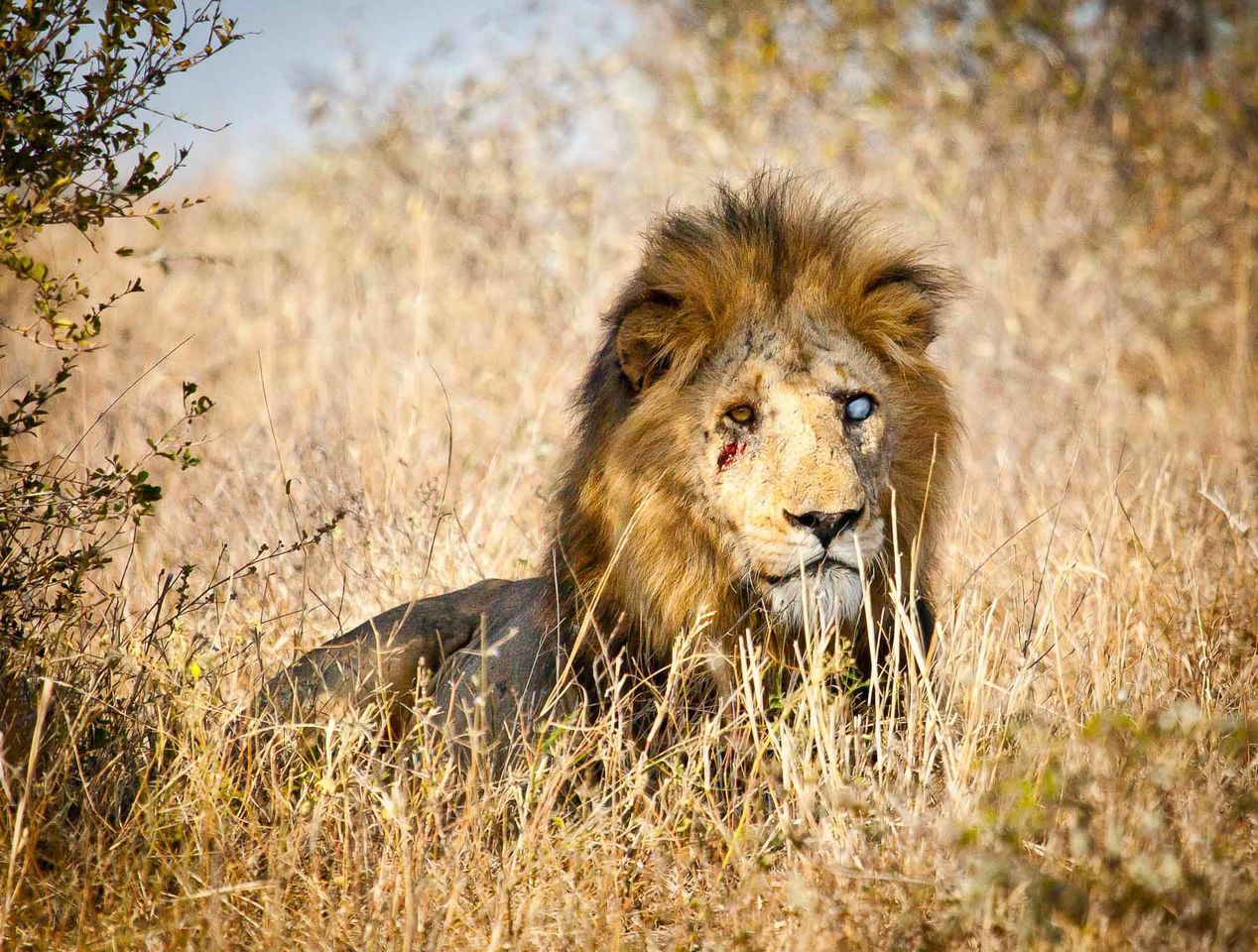 Gallery Southern Africas National Parks And Reserves 9198